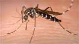 Dengue in Uttarakhand: नवंबर बीतने को है लेकिन डेंगू की बीमारी फैलाने वाले एडीज मच्छर की सक्रियता थम नहीं रही।