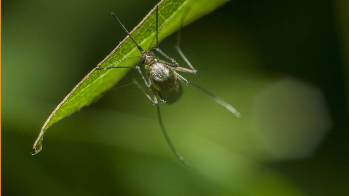 natural home remedies to get rid of mosquito dengue fever
