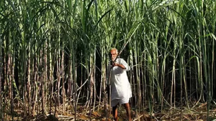 सरकार के लिए आसान नहीं होगा गन्ने की कीमत बढ़ाना, File Photo