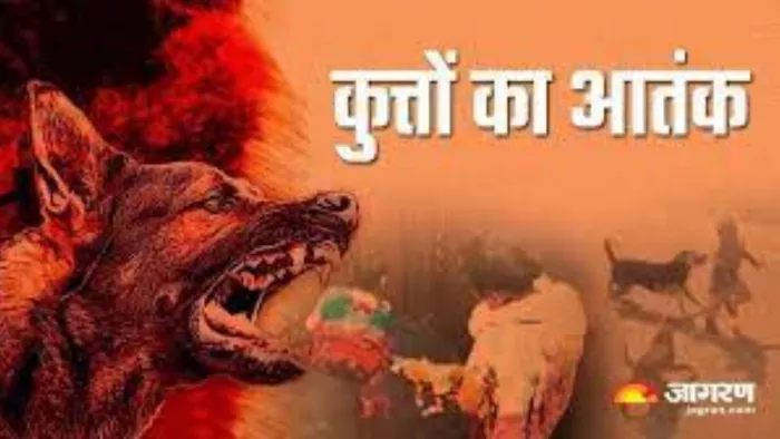 रांची में बढ़ा कुत्तों का आतंक, रोजाना अस्पताल में आ रहे 300 केस; स्थानीय लोगों में खौफ