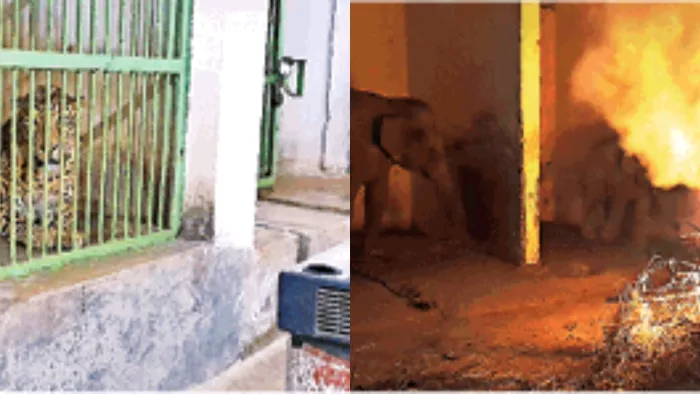भगवान बिरसा जैविक उद्यान में पशु-पक्षियों को ठंड से बचाने के लिए प्रशासन की ओर से विशेष इंतजाम
