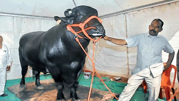 बिहार के इस घोलू की कीमत है 10 करोड़ रुपये, एक झलक पाने को लोग बेकरार