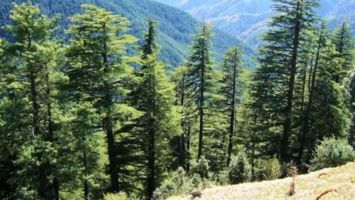 अब अगले साल ही खतरा बने पेड़ों को चिन्हित करेगी ट्री कमेटी