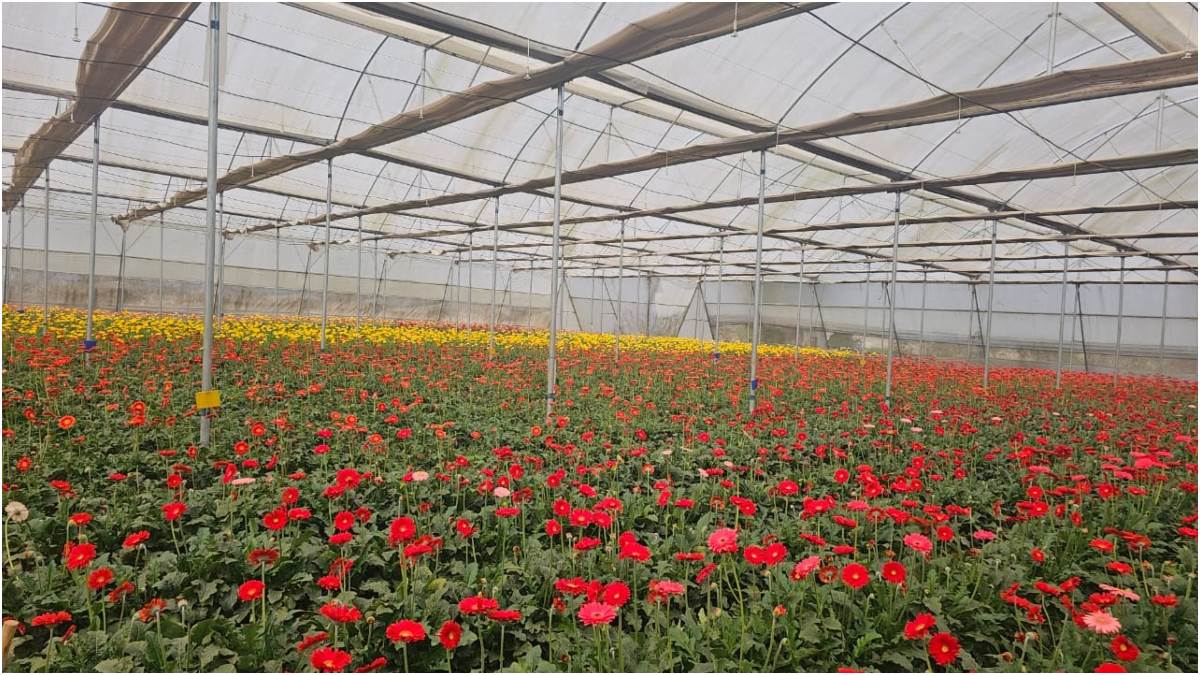 bastar farmers are cultivating roses showing successful results read special ground report