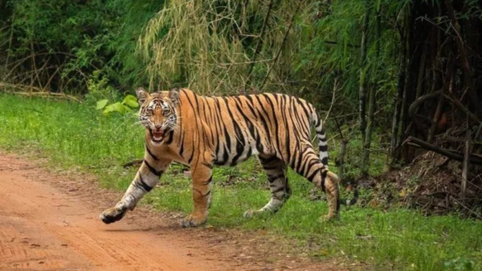 Tiger Killed Elephant: झुंड से बिछड़े टस्कर हाथी की जान का दुश्मन बना बाघ। फाइल