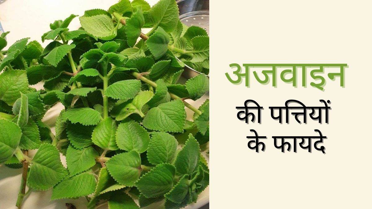 https://www.jagranimages.com/images/newimg/23012024/23_01_2024-ajwain-leaves-benefits_23635326.jpg