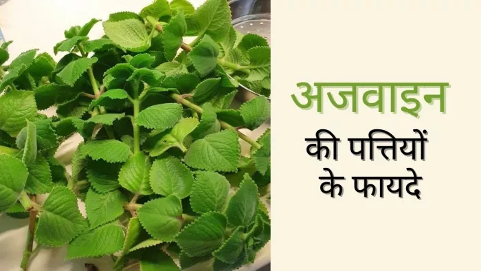 जानें अजवाइन की पत्तियों को खाने के फायदे