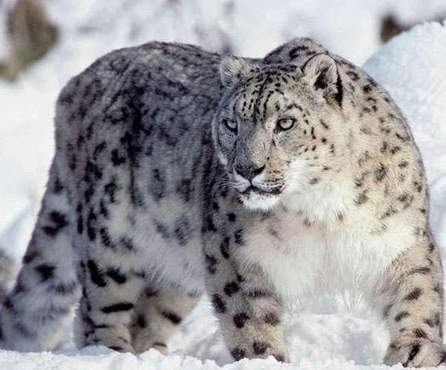snow leopard conservation center will be open in gangotri