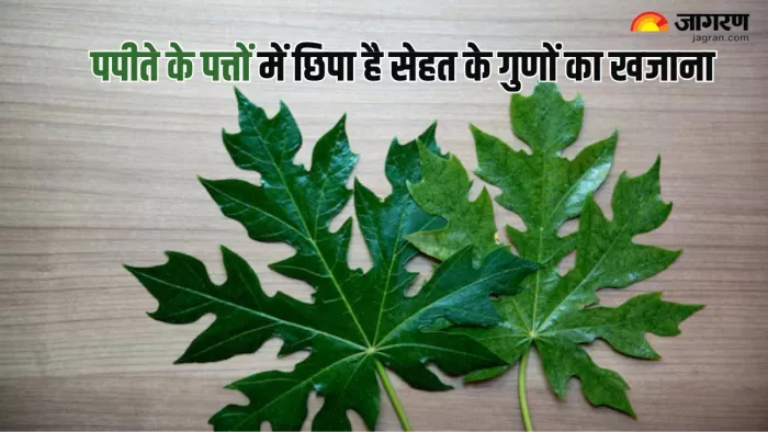 पपीते के पत्तों का जूस पीना है सेहत के लिए फायदेमंद (Picture Courtesy: Freepik)
