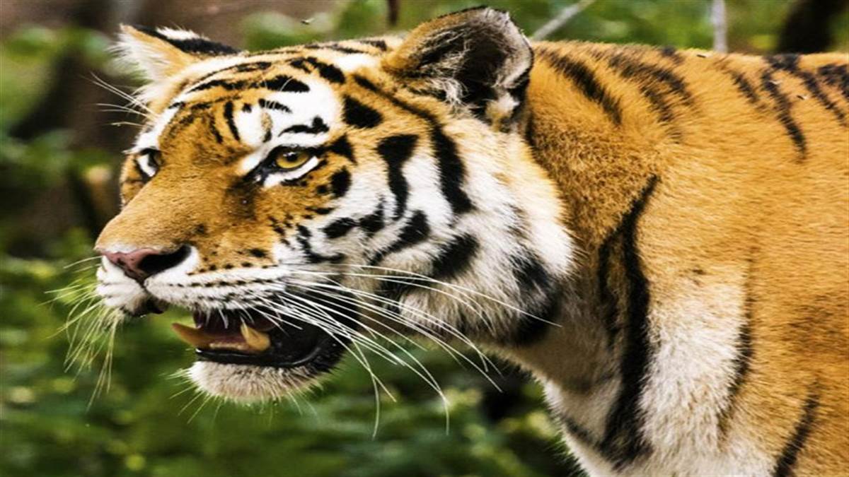 बाघ की दहाड़ किसी के खून को जमा देने और रोंगटे खड़े कर देने वाली होती है