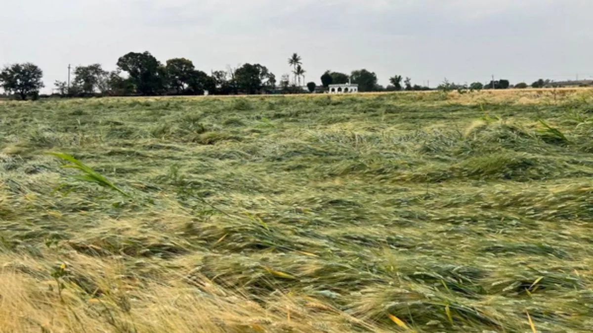 Crops Destroyed In UP: यूपी के छह जिलों में 19,159 किसानों की 10 हजार हेक्टेयर क्षेत्र में फसल बर्बाद