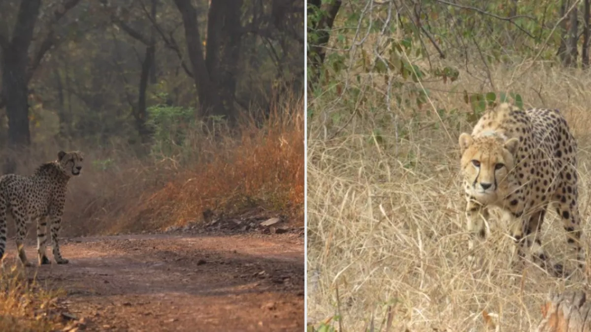 Madhya Pradesh: नामीबिया से लाए गए दो चीते कूनो नेशनल पार्क में छोड़े गए, जंगल में घूमकर शिकार करते दिखे चीते