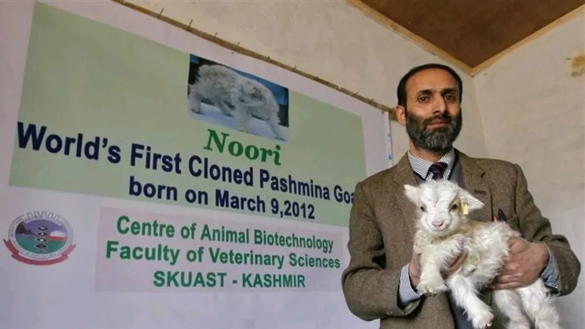 Jammu News: नहीं रही नूरी, दुनिया की पहली क्लोन पश्मीना बकरी थी