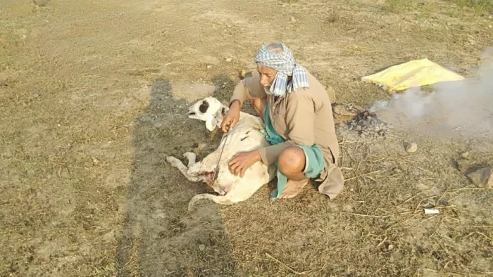 जख्मी हालत में भेड़ को दिखाते भेड़पालक