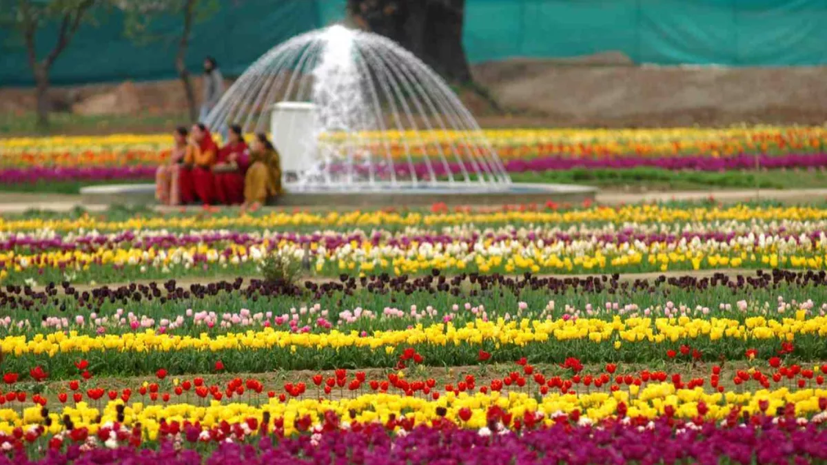 Tulip Garden Open: जनता के लिए खुला एशिया का सबसे बड़ा ट्यूलिप गार्डन, इस बार दिखेंगे पांच नई किस्म के फूल