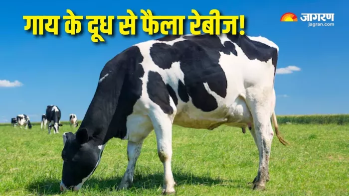 Rabies: गाय के दूध से फैले रेबीज ने ली महिला की जान! (Picture Courtesy: Freepik)