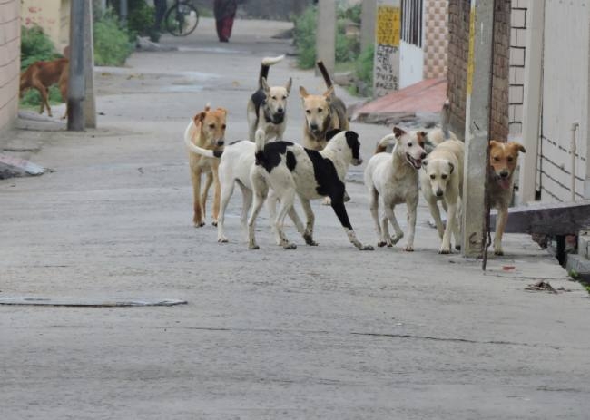 आवारा कुत्तों के आतंक से लोग परेशान - people upset from stray dog