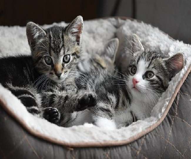 Two New York cats become first U.S. pets to test positive for COVID-19