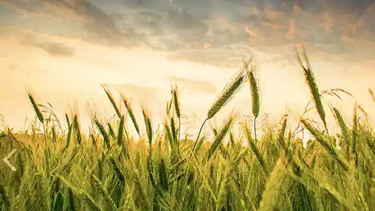 https://www.jagranimages.com/images/newimg/23042024/23_04_2024-agricultural_exports_23703175.jpg