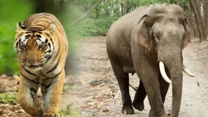 Lok Sabha Election 2024: हाथी, भालू और तेंदुए ने बढ़ाई प्रत्याशियों की धड़कन।