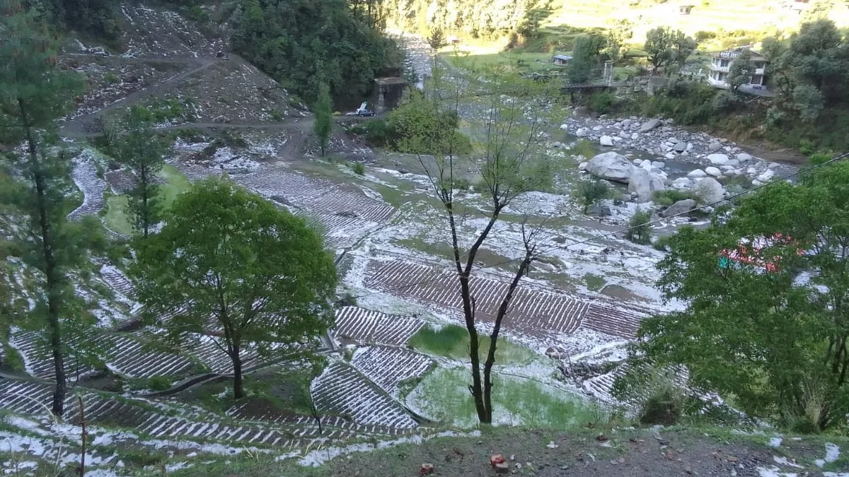 Himachal Farmers: हिमाचल में किसानों के लिए कहर बनकर बरस रहे ओले, गेहूं-जौ समेत आलू की फसल बर्बाद