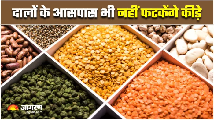 How to Store Pulses: इस तरह स्टोर करेंगे तो नहीं खराब होंगी दालें (Image Source: Freepik)