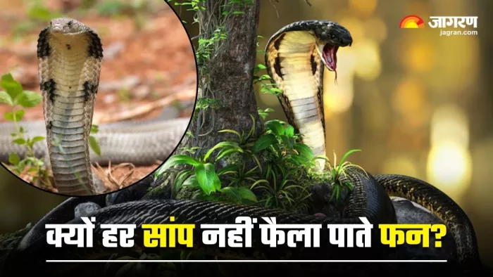 क्यों कोबरा की तरह दूसरे सांप नहीं फैला सकते अपना फन? (Image Source: Freepik)