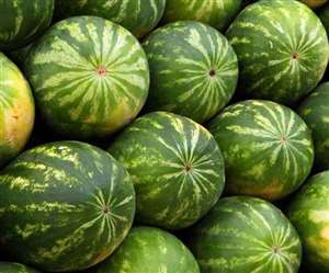 बिहार के बेगूसराय के मोहनपुर गांव में तरबूज की खेती। प्रतीकात्&zwj;मक तस्&zwj;वीर।