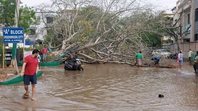 700 trees fell across the city due to strong storm