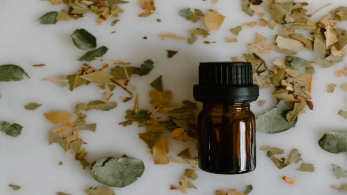 Nilgiri Oil Benefits: त्वचा और बालों के लिए बेहद फायदेमंद है नीलगिरी का तेल