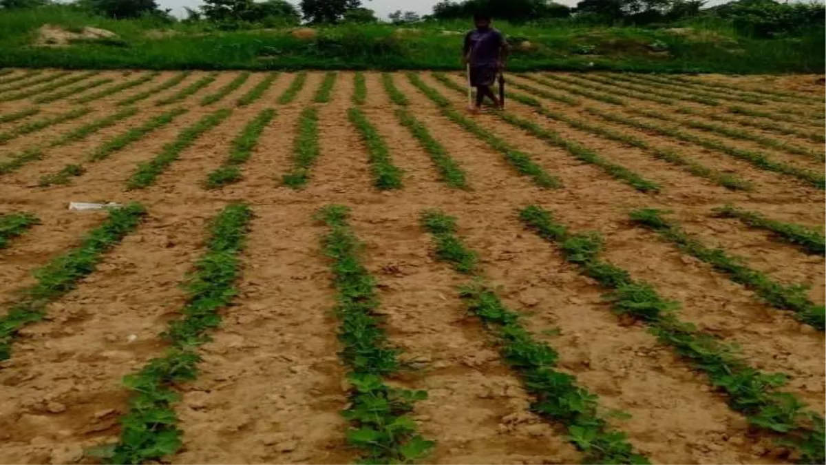 Jamshedpur News: 50 फीसदी अनुदान पर मिल रहे हैं धान, दहलन और तिहलन के बीज, प्री मानसून बारिश का जमकर फायदा उठा रहे हैं किसान