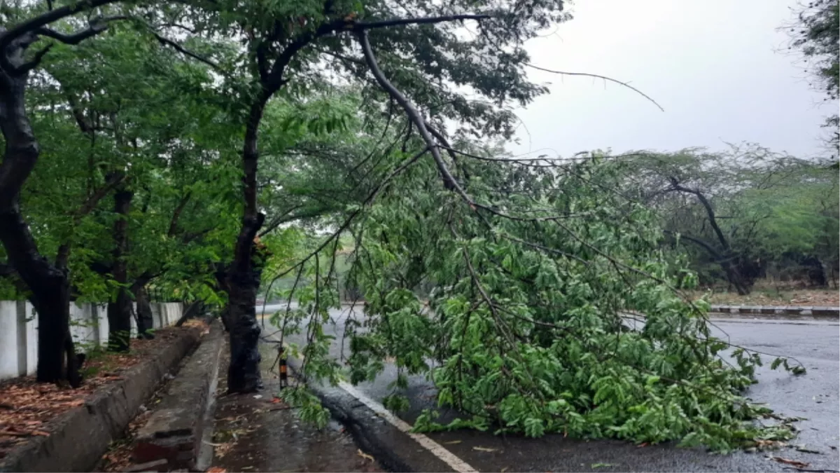 Meerut Weather Today: वेस्‍ट यूपी में झमझम बारिश और आंधी से गिरे पेड़, फसलों को भी नुकसान, देखें तस्‍वीरें