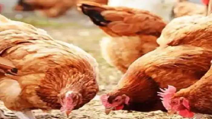 मुर्गी पालन से जुड़कर जीविका दीदी अच्छी कमाई कर रही है।