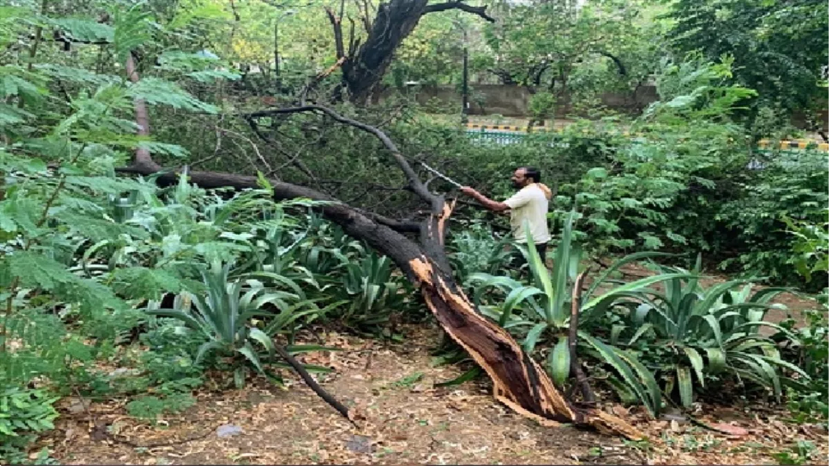 Heavy Rainfall: बारिश से फसल और फल को लाभ तो आंधी से नुकसान, हरियाणा में कपास तो बिहार में बढ़ेगी लीची की मिठास