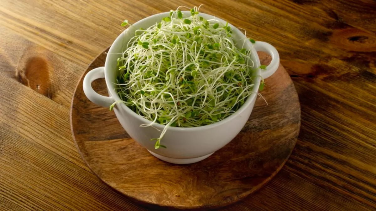 Alfalfa Benefits बैड कोलेस्ट्रॉल कम करने से लेकर कैंसर से बचाव में भी