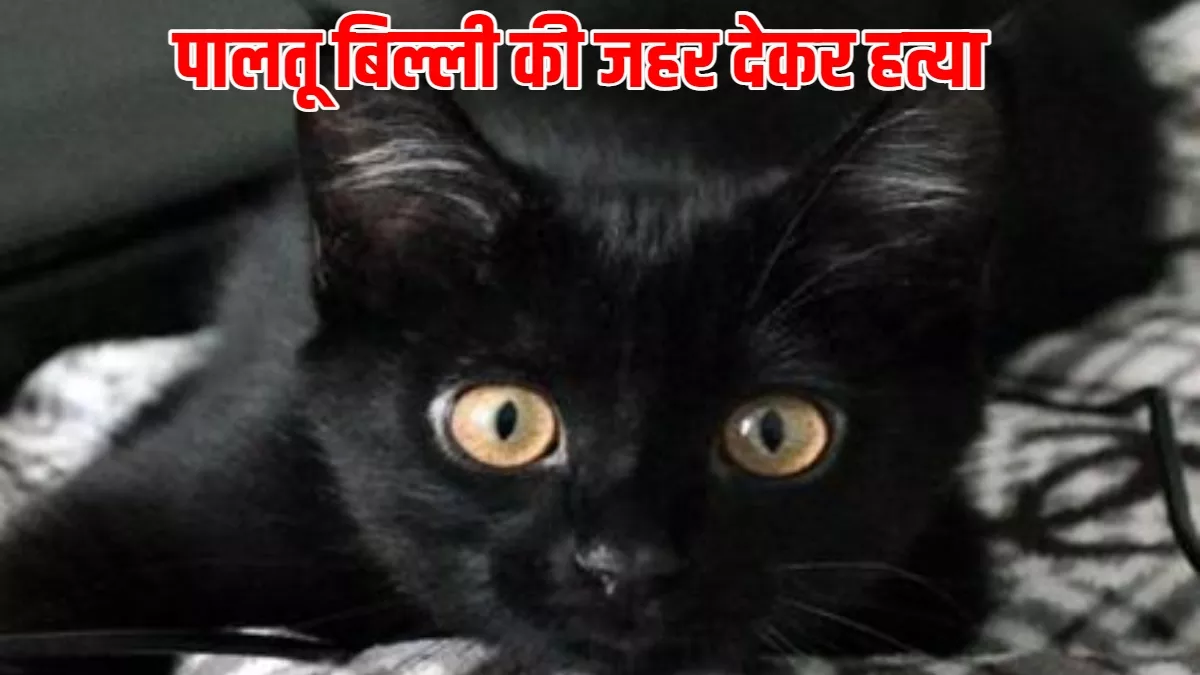 Pilibhit News: पालतू बिल्ली की जहर देकर हत्या, पड़ोसी पर लगा आरोप; सदर कोतवाली पुलिस जांच में जुटी
