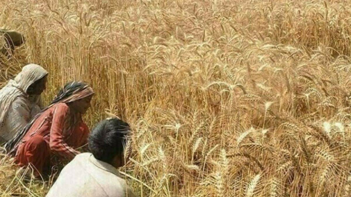 https://www.jagranimages.com/images/newimg/23052024/23_05_2024-pakistan_wheat_scam_23723783.jpg