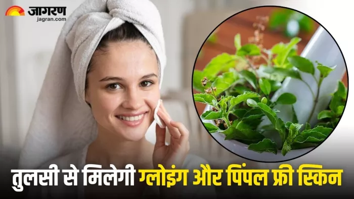 गर्मियों में चाहिए ग्लोइंग और पिंपल फ्री स्किन, तो ऐसे कर लें तुलसी के पत्तों का इस्तेमाल (Image Source: Freepik)