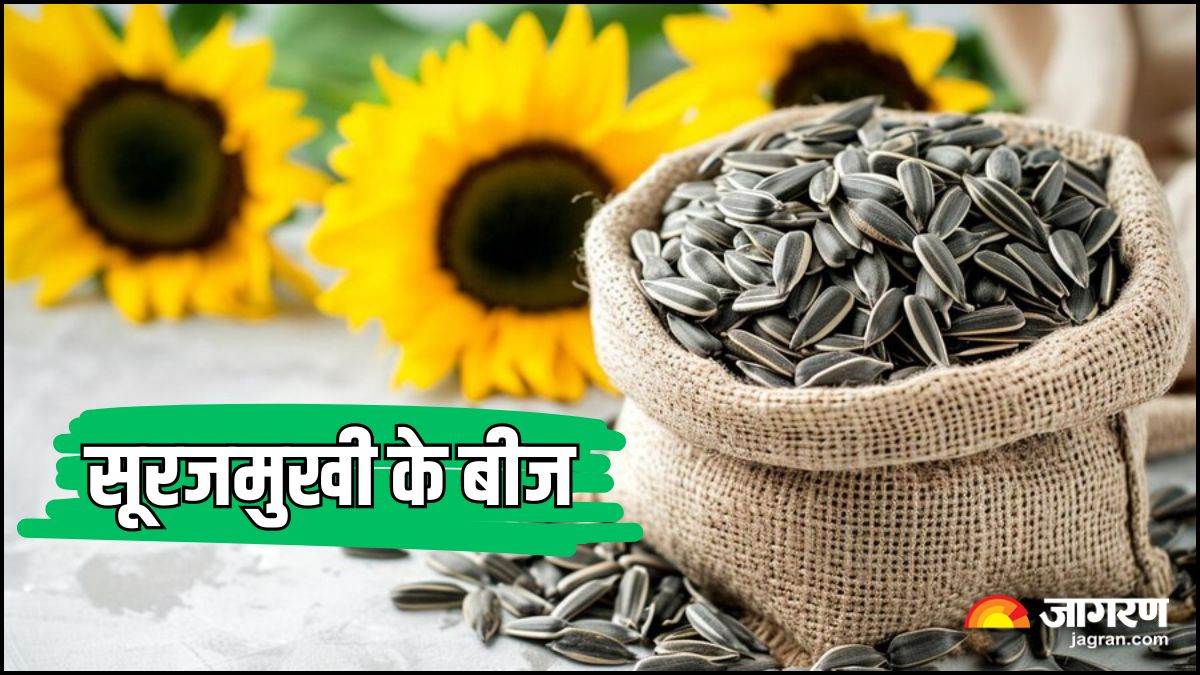 Sunflower Seeds सेहत के लिए किसी वरदान से कम नहीं हैं सूरजमुखी के बीज