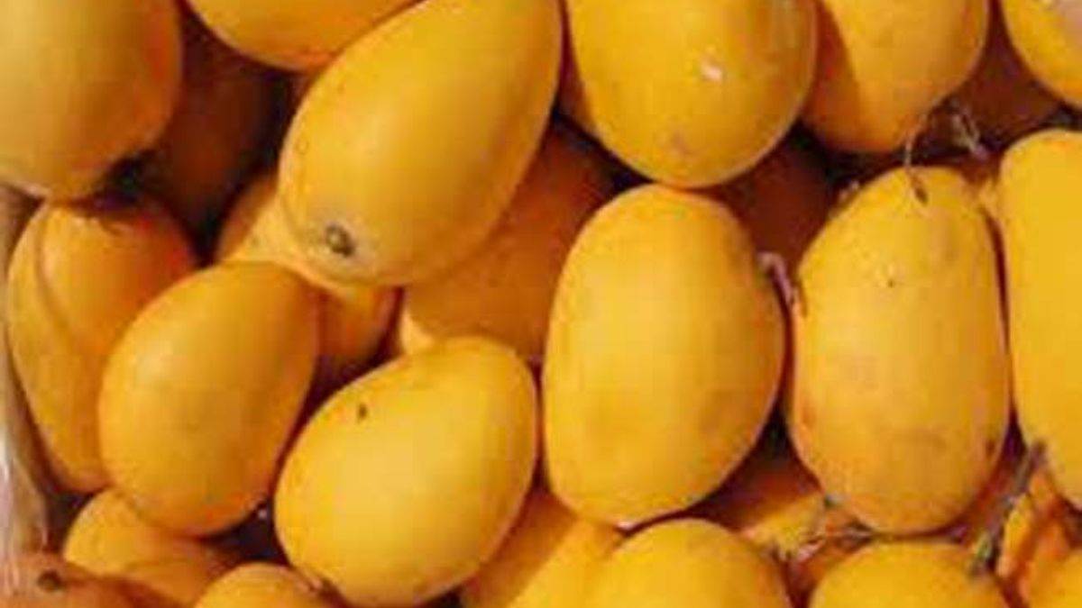 https://www.jagranimages.com/images/newimg/23052025/23_05_2025-jardalu_mango_23944668.jpg