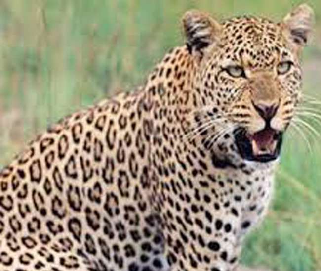https://www.jagranimages.com/images/newimg/23062021/23_06_2021-12_01_2019-leopard_in_moradabad_18845274_164646391_21764379_75535184.jpg