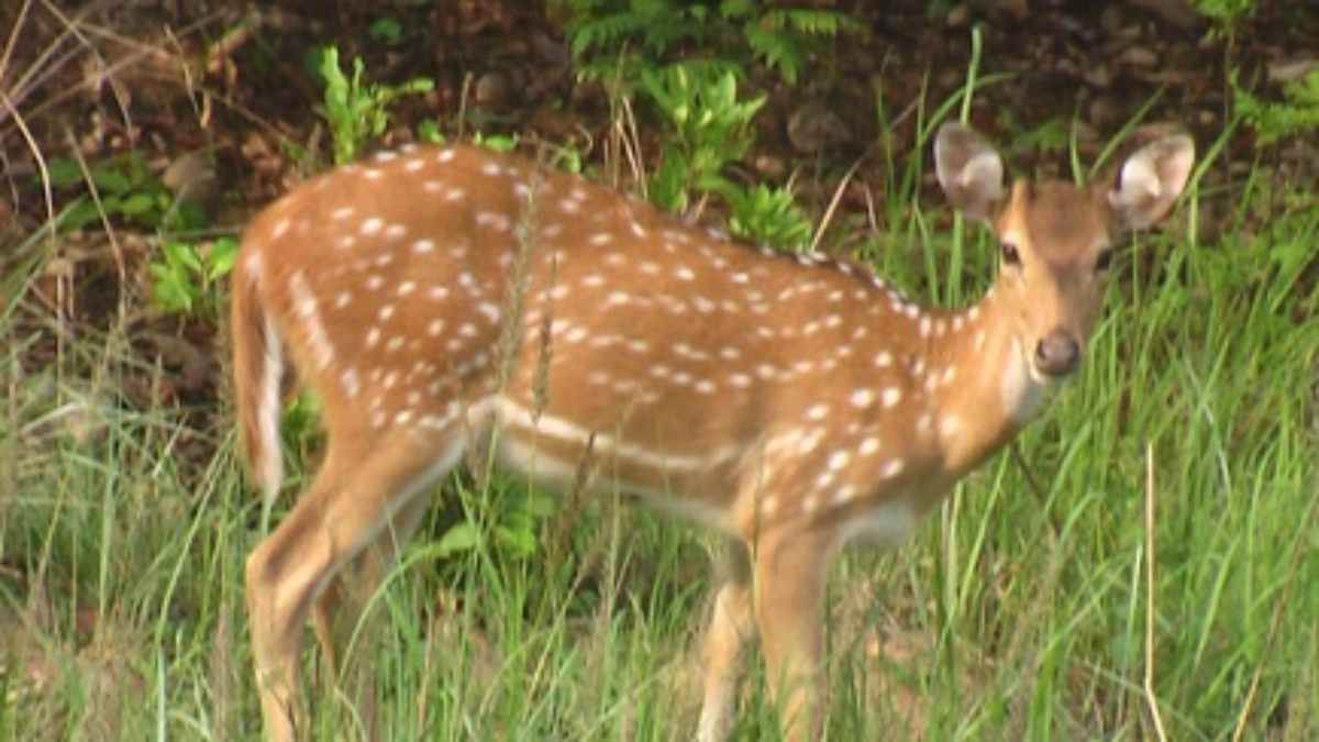 chital found dead in maheshpur forest range in lakhimpur