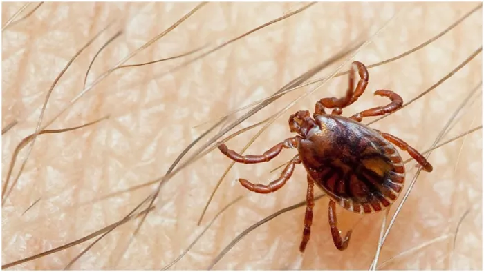 पड़ोसी देश पाकिस्तान में बढ़ रहा Congo Virus का कहर (Image: WHO)