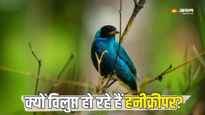 किसलिए हो रहें हैं Honeycreeper विलुप्त? (Picture Courtesy: Freepik)