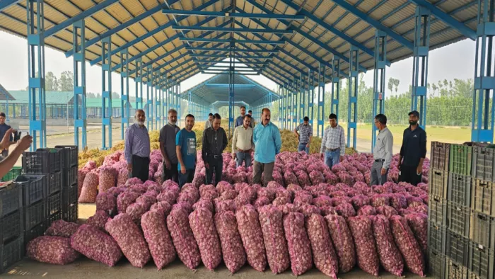 आतंकग्रस्त रहे दक्षिण कश्मीर में लहसुन की खेती कर रहे किसान