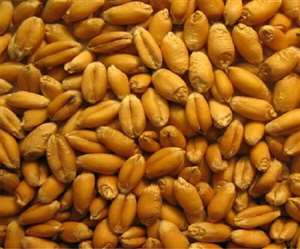 गेहूं का सेवन करने से दिल से संबंधित बीमारी होने का खतरा नहीं होता।