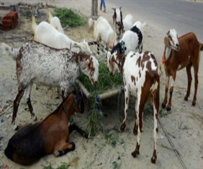 कुरुक्षेत्र पुलिस को बकरा चोर की तलाश, बकरीद पर कुर्बानी से पहले चोरी किए 8  बकरे - Eight goats stolen before Qurbani on Bakrid in Kurukshetra Haryana