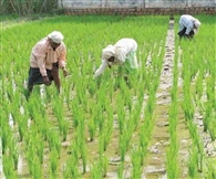 धान की फसल के लिए बारिश ने किया टॉनिक का काम