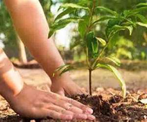 2200 पौधे और पेड़ बन दे रहे लोगों को राहत