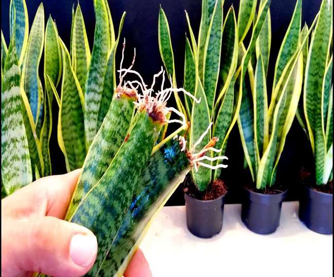 https://www.jagranimages.com/images/newimg/23072021/23_07_2021-snake_plant_21856046.jpg